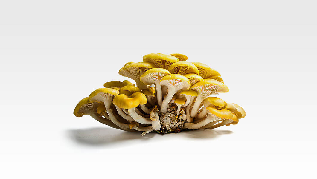 boczniak-cytrynowy
