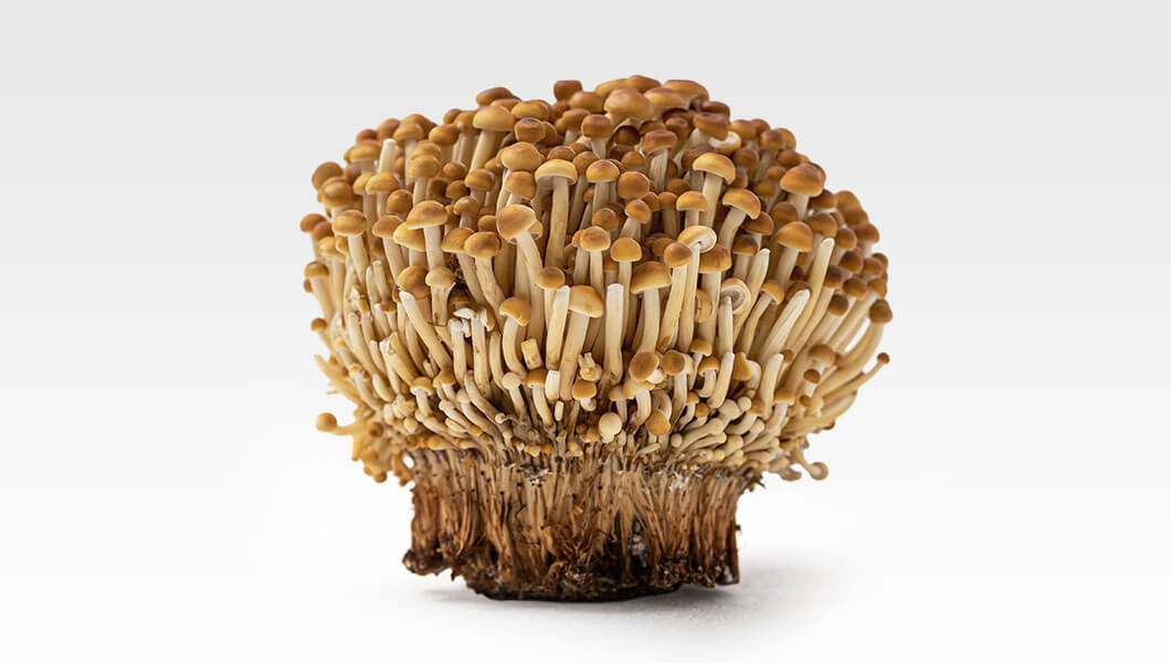 plomiennica-golden-enoki