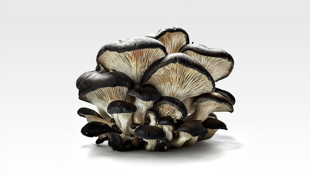 boczniak-black-pearl