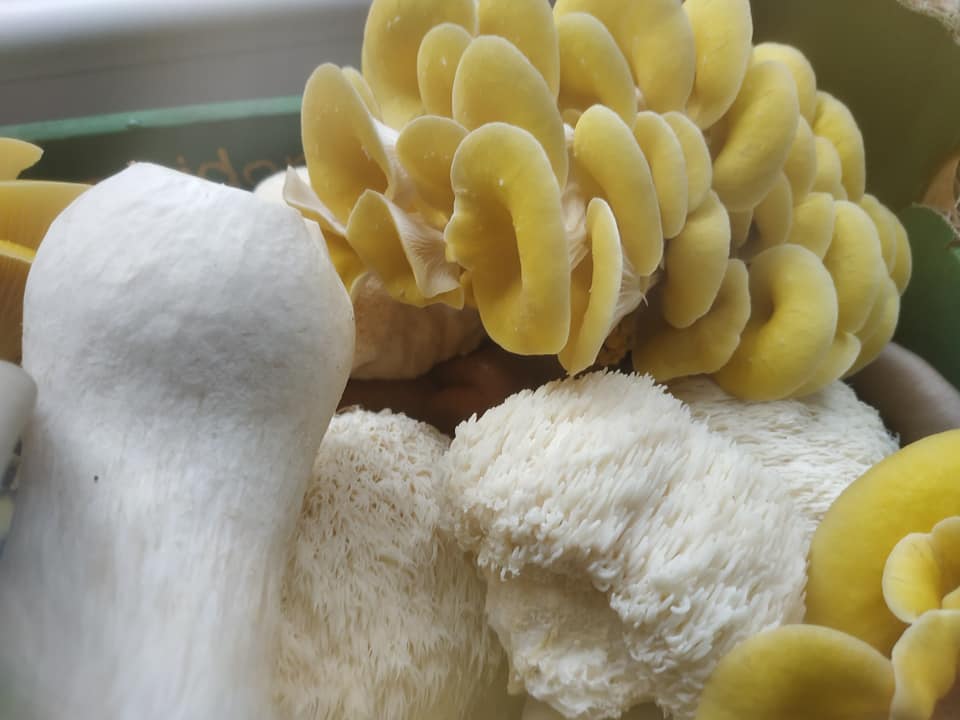 Boczniak Cytrynowy (Pleurotus citrinopileatus) grzybnia - obrazek 3