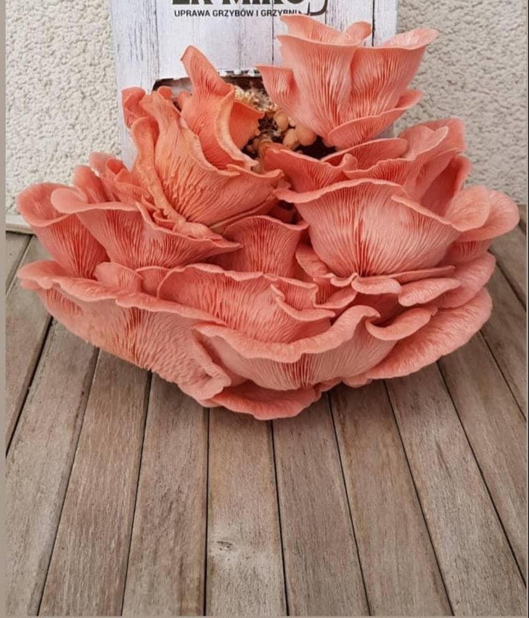 Boczniak różowy (Pleurotus djamor) grzybnia - obrazek 13