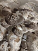 Boczniak Black Pearl Oyster Gotowe podłoże do uprawy