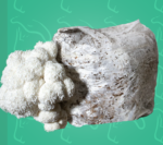 Soplówka Jeżowata ( Hericium Erinaceus) Gotowe podłoże do uprawy