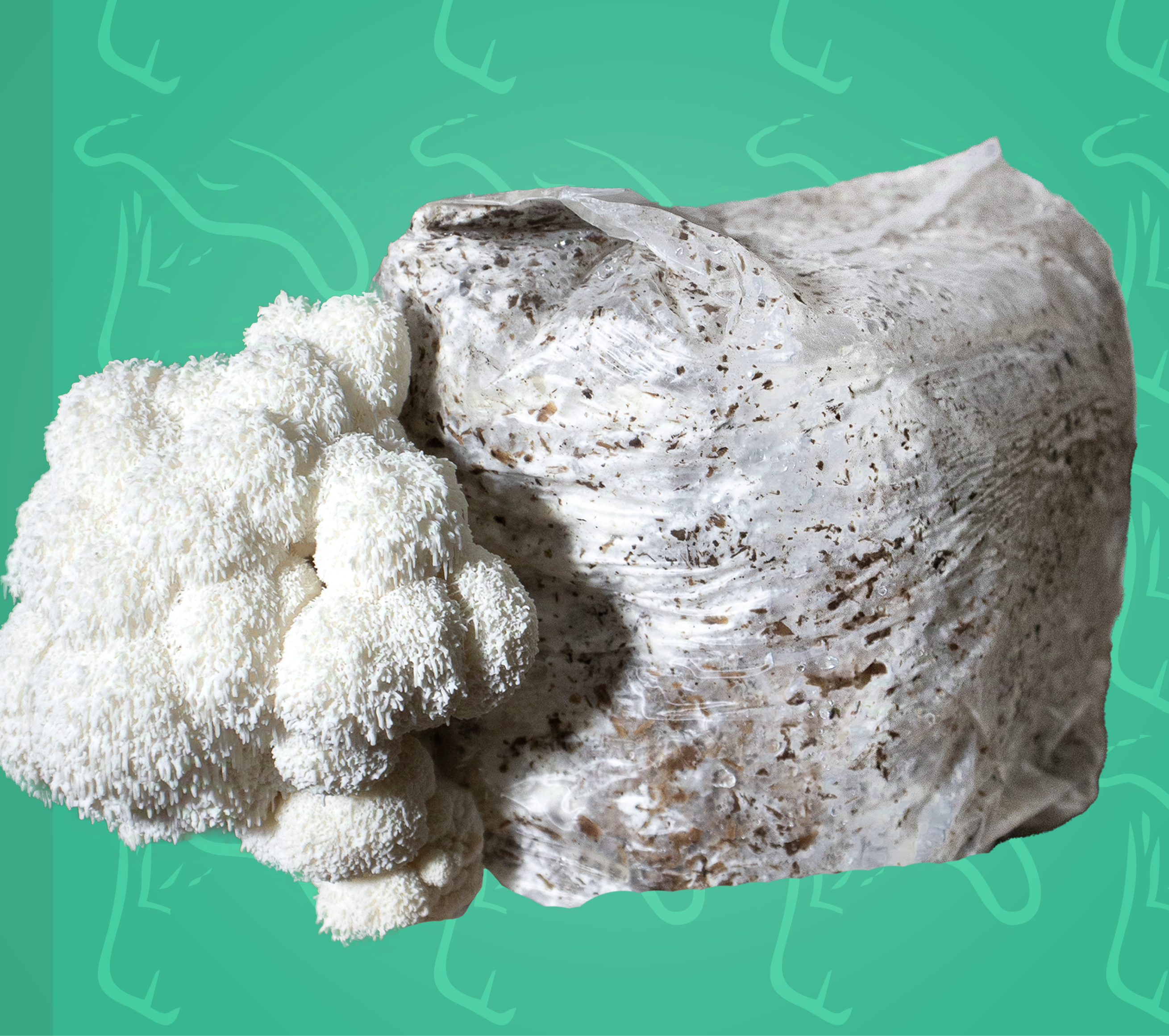 Soplówka Jeżowata ( Hericium Erinaceus) Gotowe podłoże do uprawy