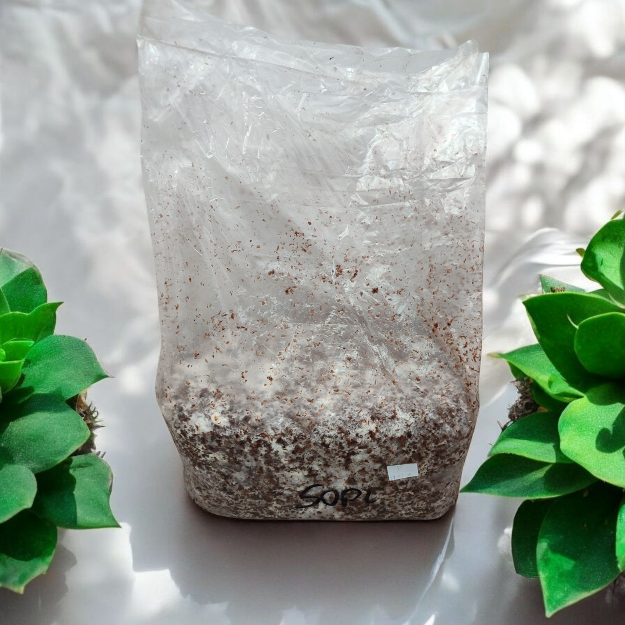 Soplówka Jeżowata ( Hericium Erinaceus) Gotowe podłoże do uprawy - obrazek 6