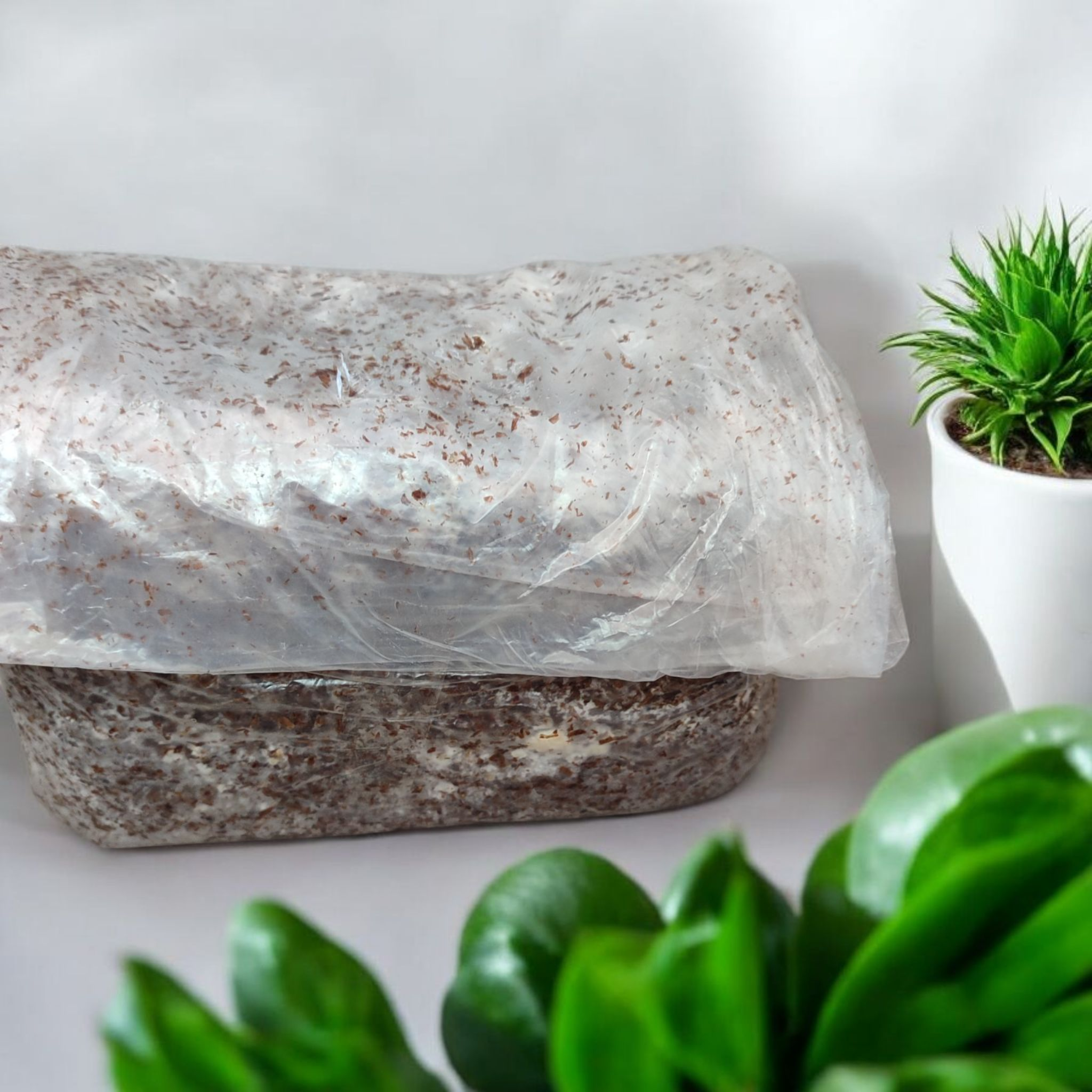 Soplówka Jeżowata ( Hericium Erinaceus) Gotowe podłoże do uprawy - obrazek 7