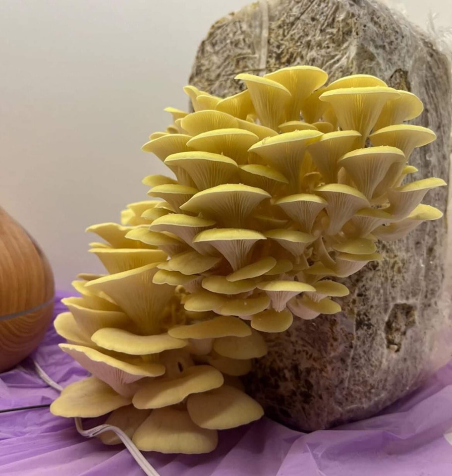 Boczniak Cytrynowy (Pleurotus citrinopileatus) grzybnia - obrazek 5