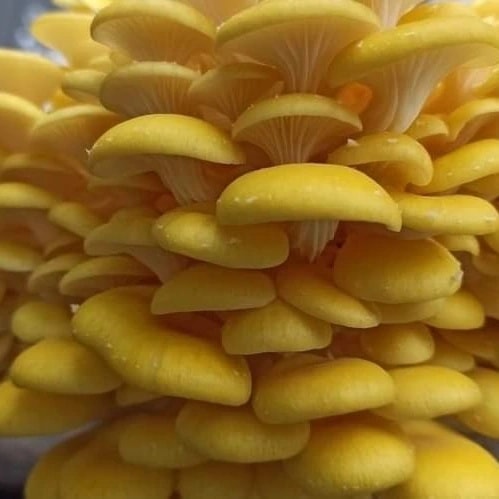 Boczniak Cytrynowy (Pleurotus citrinopileatus) grzybnia - obrazek 6
