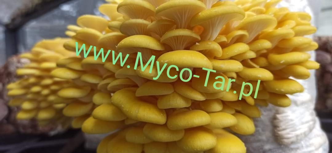 Boczniak Cytrynowy (Pleurotus citrinopileatus) grzybnia - obrazek 7