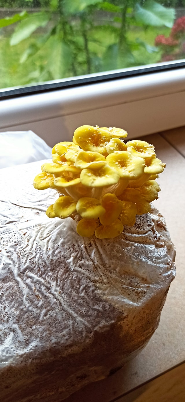 Boczniak Cytrynowy (Pleurotus citrinopileatus) grzybnia - obrazek 8