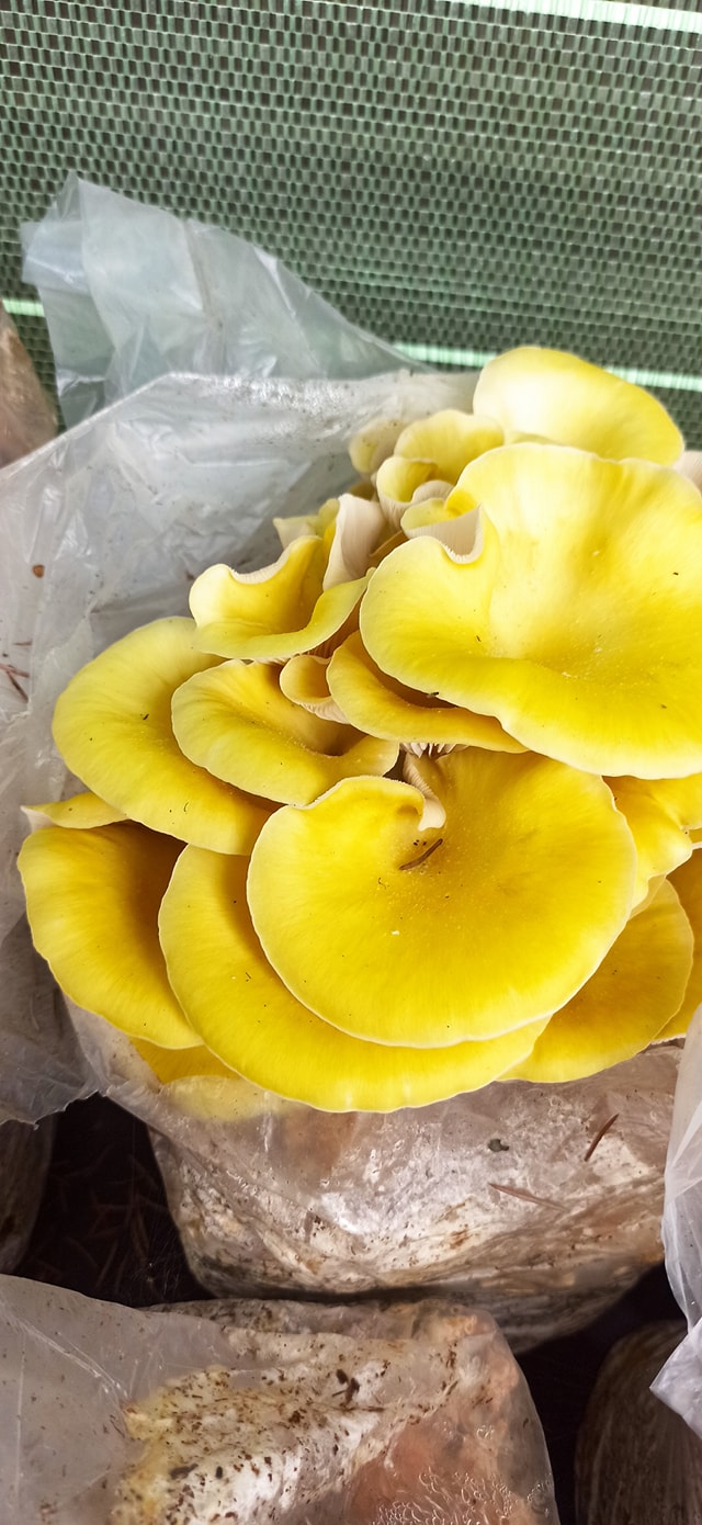 Boczniak Cytrynowy (Pleurotus citrinopileatus) grzybnia - obrazek 10