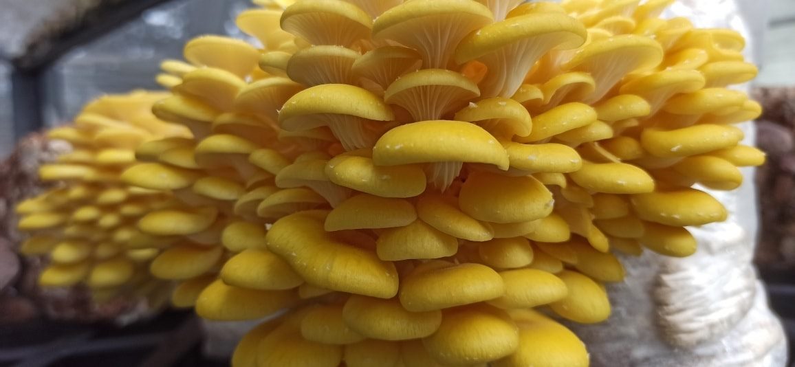 Boczniak Cytrynowy (Pleurotus citrinopileatus) grzybnia - obrazek 12