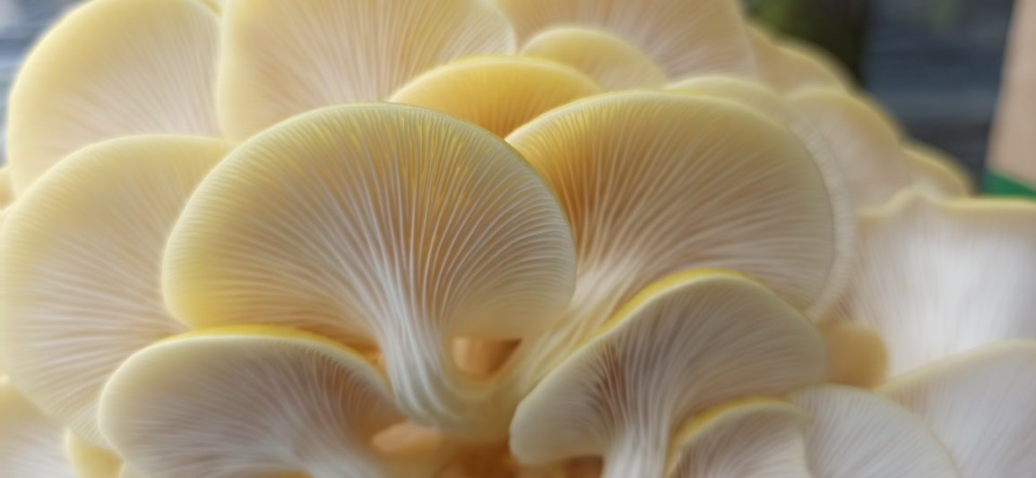 Boczniak Cytrynowy (Pleurotus citrinopileatus) grzybnia - obrazek 13