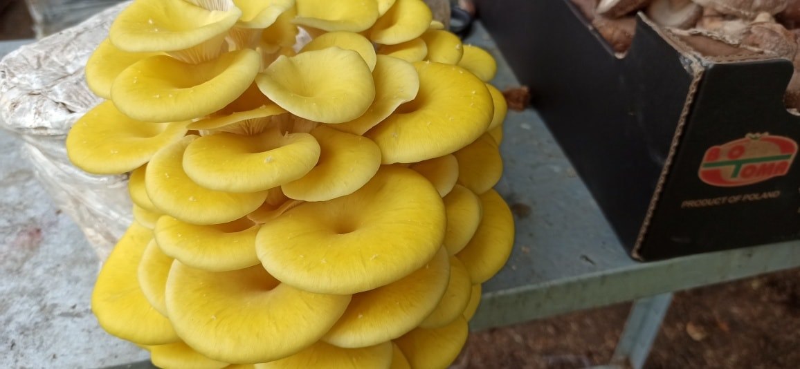 Boczniak Cytrynowy (Pleurotus citrinopileatus) grzybnia - obrazek 14