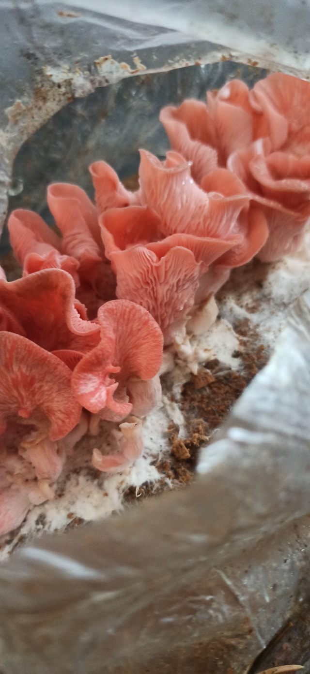 Boczniak różowy (Pleurotus djamor) grzybnia - obrazek 12
