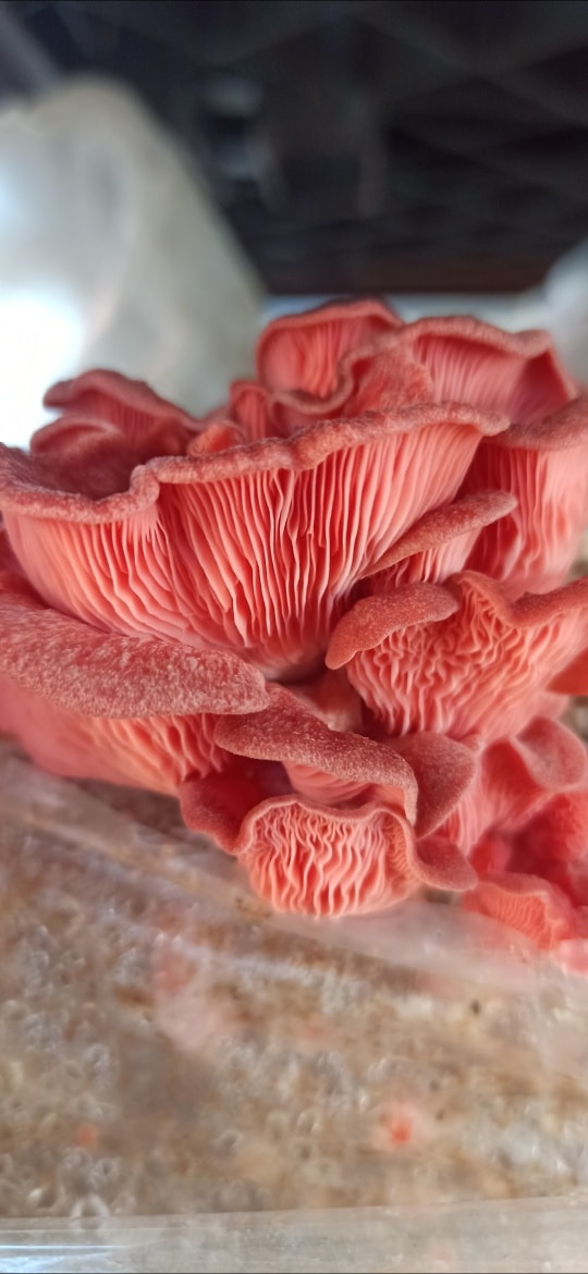 Boczniak różowy, Pleurotus djamor