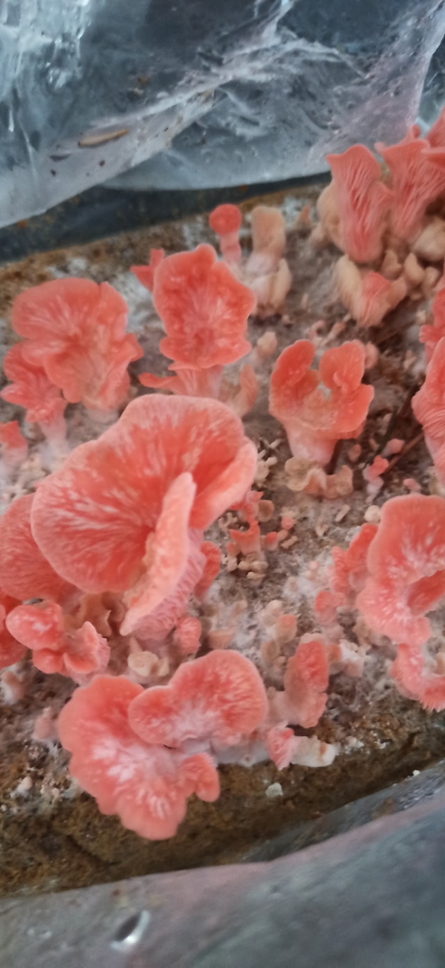 Boczniak różowy (Pleurotus djamor) grzybnia - obrazek 11