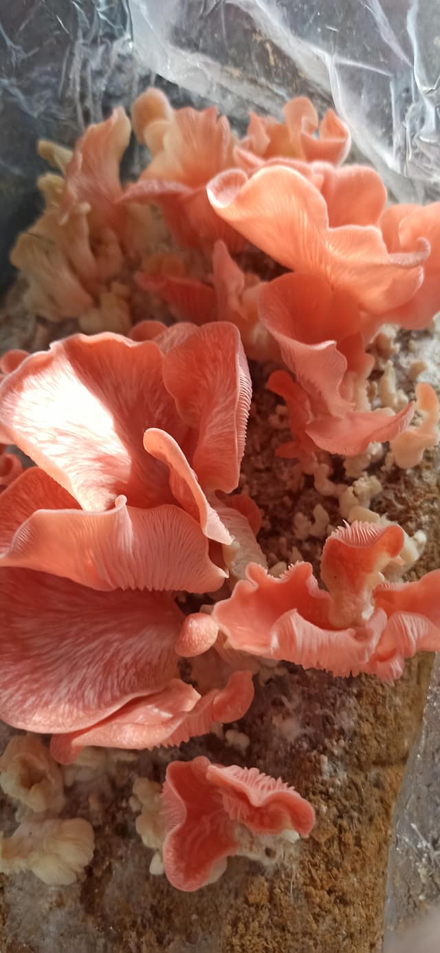 Boczniak różowy (Pleurotus djamor) grzybnia - obrazek 10