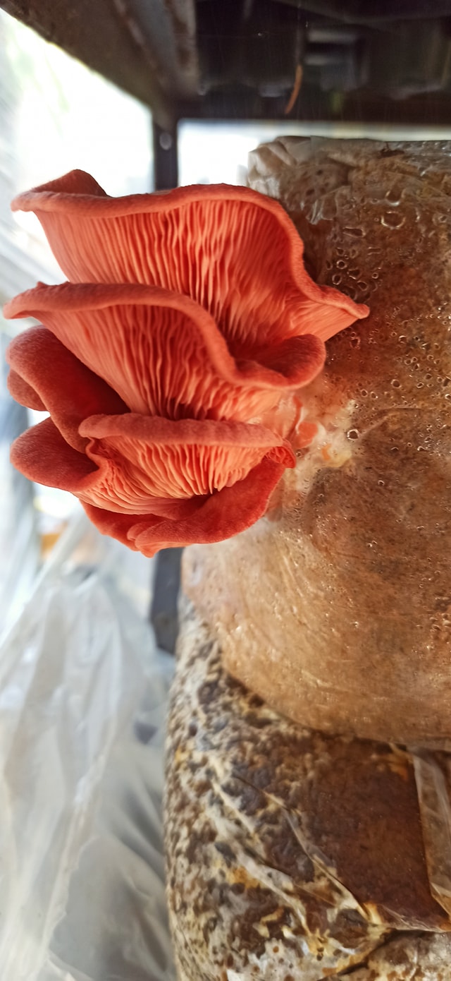 Boczniak różowy (Pleurotus djamor) grzybnia - obrazek 8