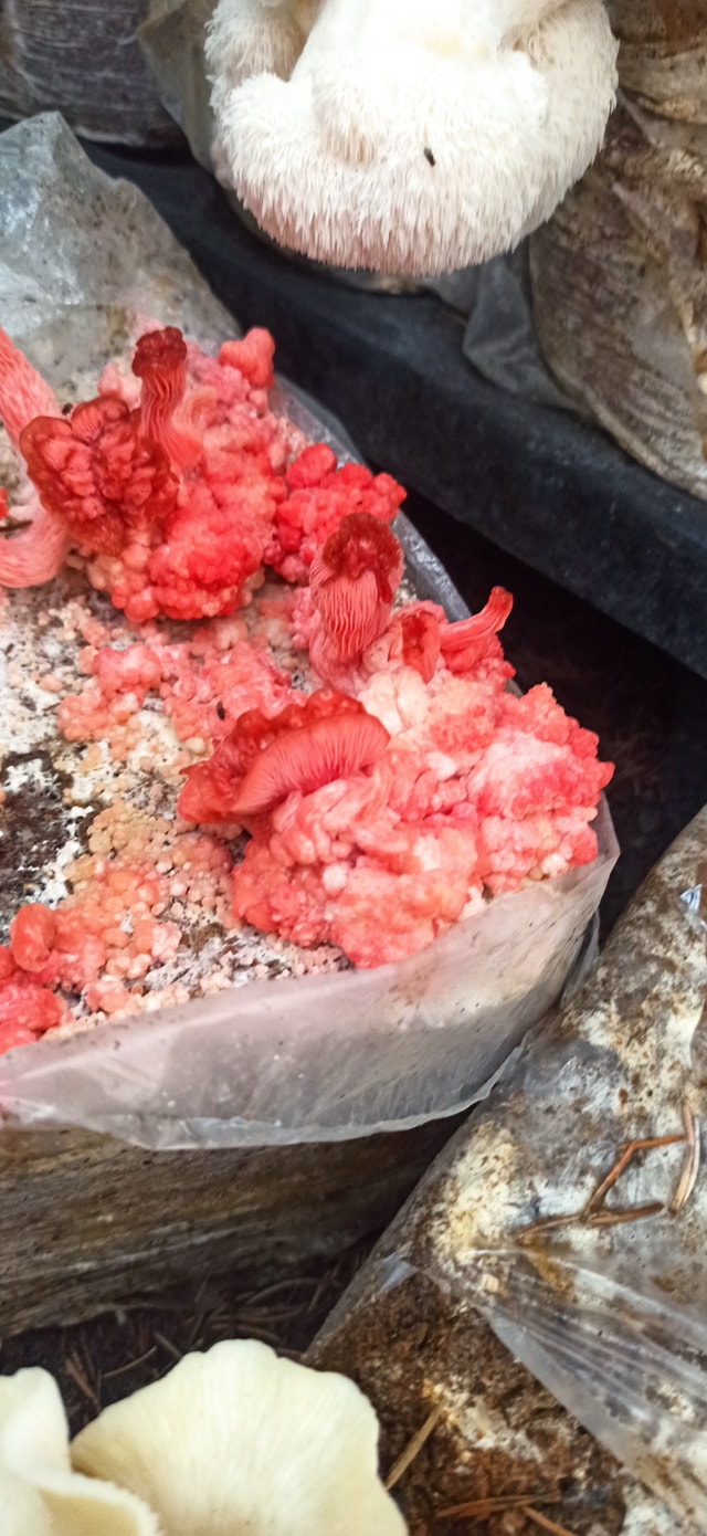 Boczniak różowy (Pleurotus djamor) grzybnia - obrazek 7