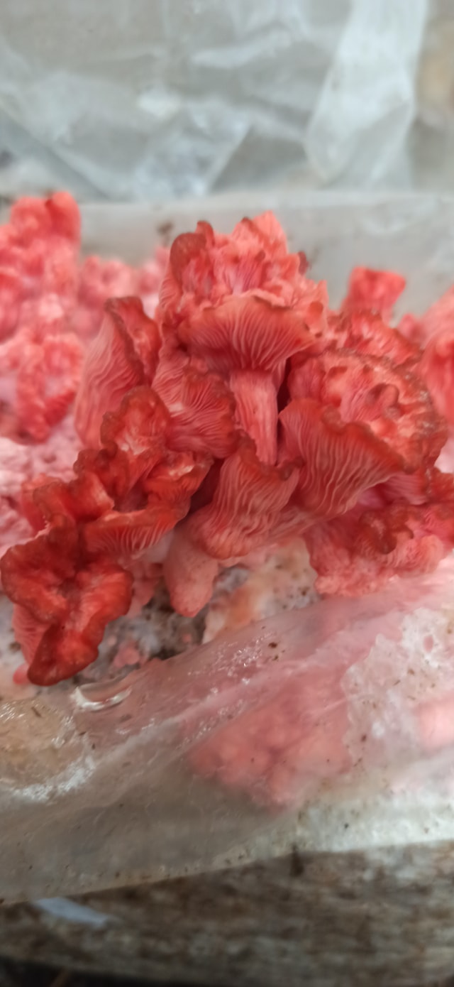 Boczniak różowy (Pleurotus djamor) grzybnia - obrazek 6