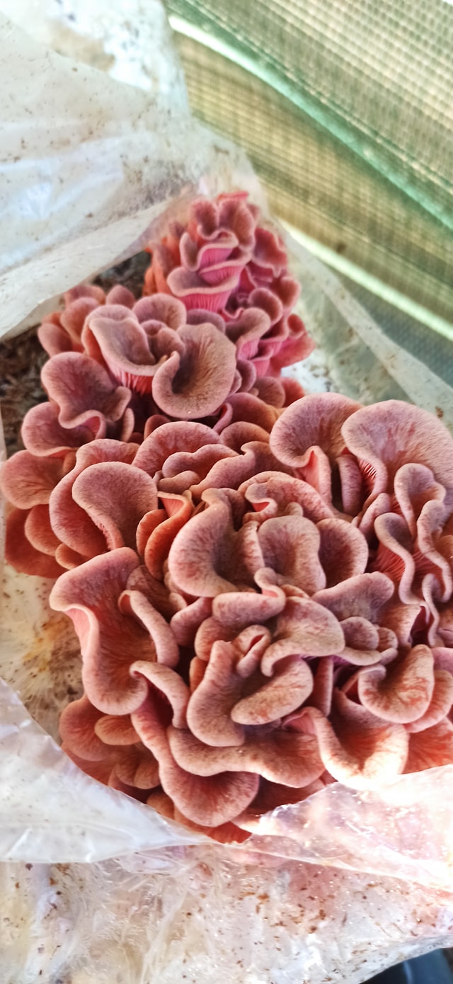 Boczniak różowy (Pleurotus djamor) grzybnia - obrazek 5