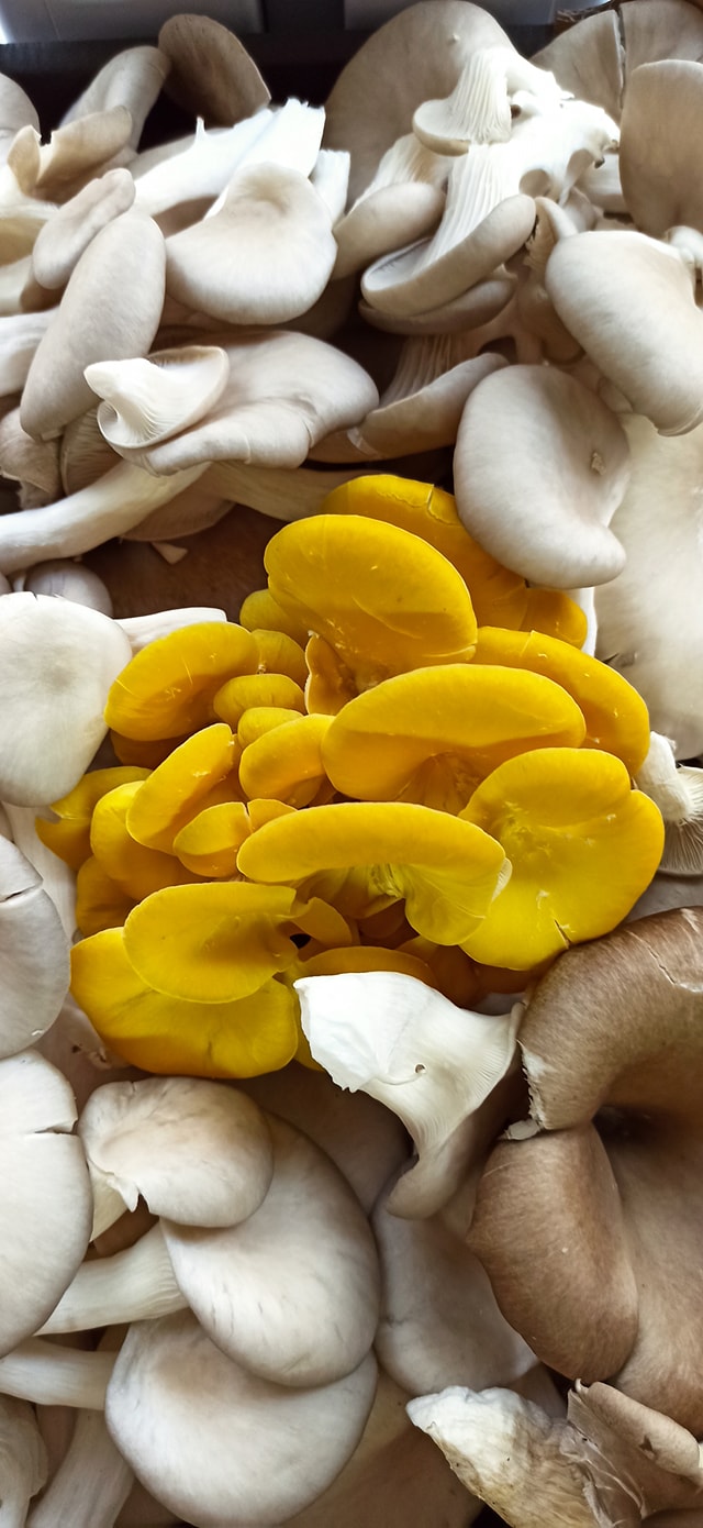Boczniak Cytrynowy (Pleurotus citrinopileatus) grzybnia - obrazek 15