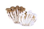 Grzyby Shimeji