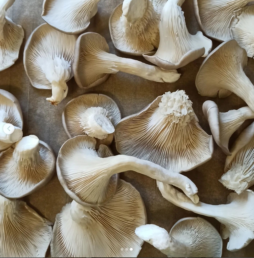 Myco-tar. Gotowe podłoże do uprawy grzybów