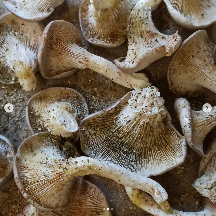 Myco-tar. Gotowe podłoże do uprawy grzybów