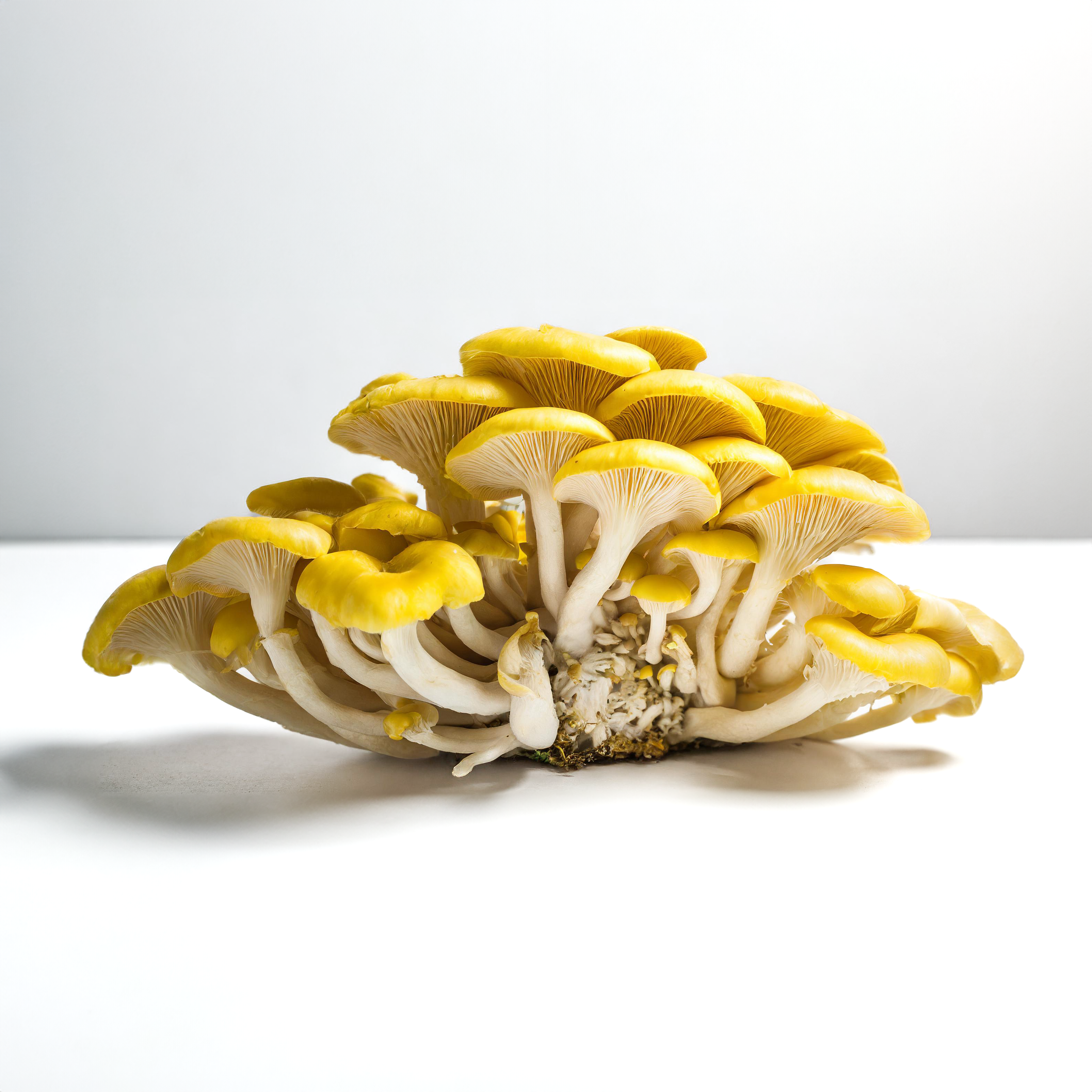 Boczniak Cytrynowy (Pleurotus citrinopileatus) grzybnia