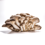 Boczniak Ostrygowaty (Pleurotus ostreatus) grzybnia
