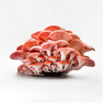 Boczniak różowy (Pleurotus djamor) grzybnia