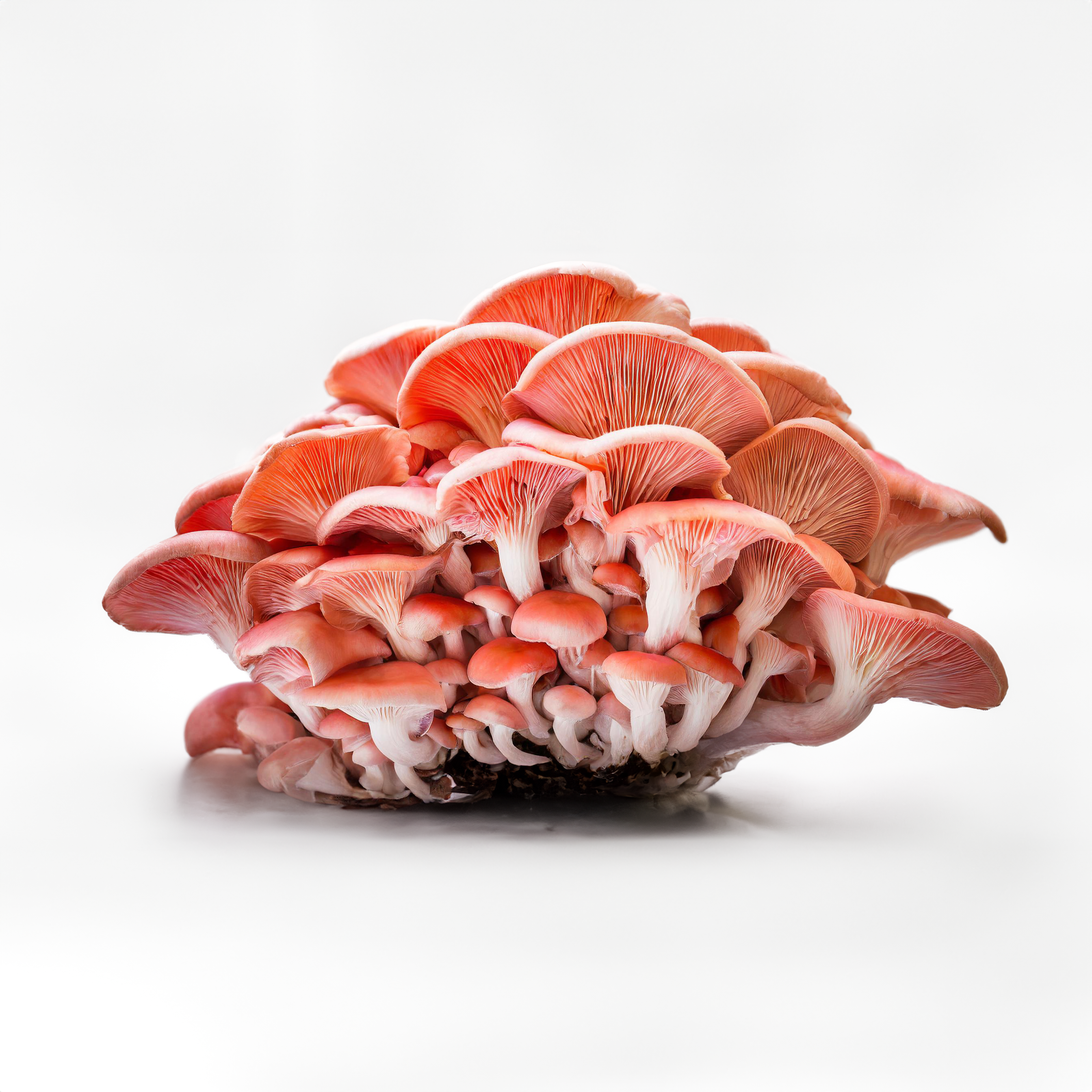 Boczniak różowy (Pleurotus djamor) grzybnia