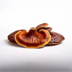 Ganoderma Reishi, grzybnia do uprawy.
