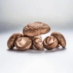 Świeże grzyby Shiitake