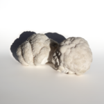 Soplówka Jeżowata (Lions Mane) świeża.