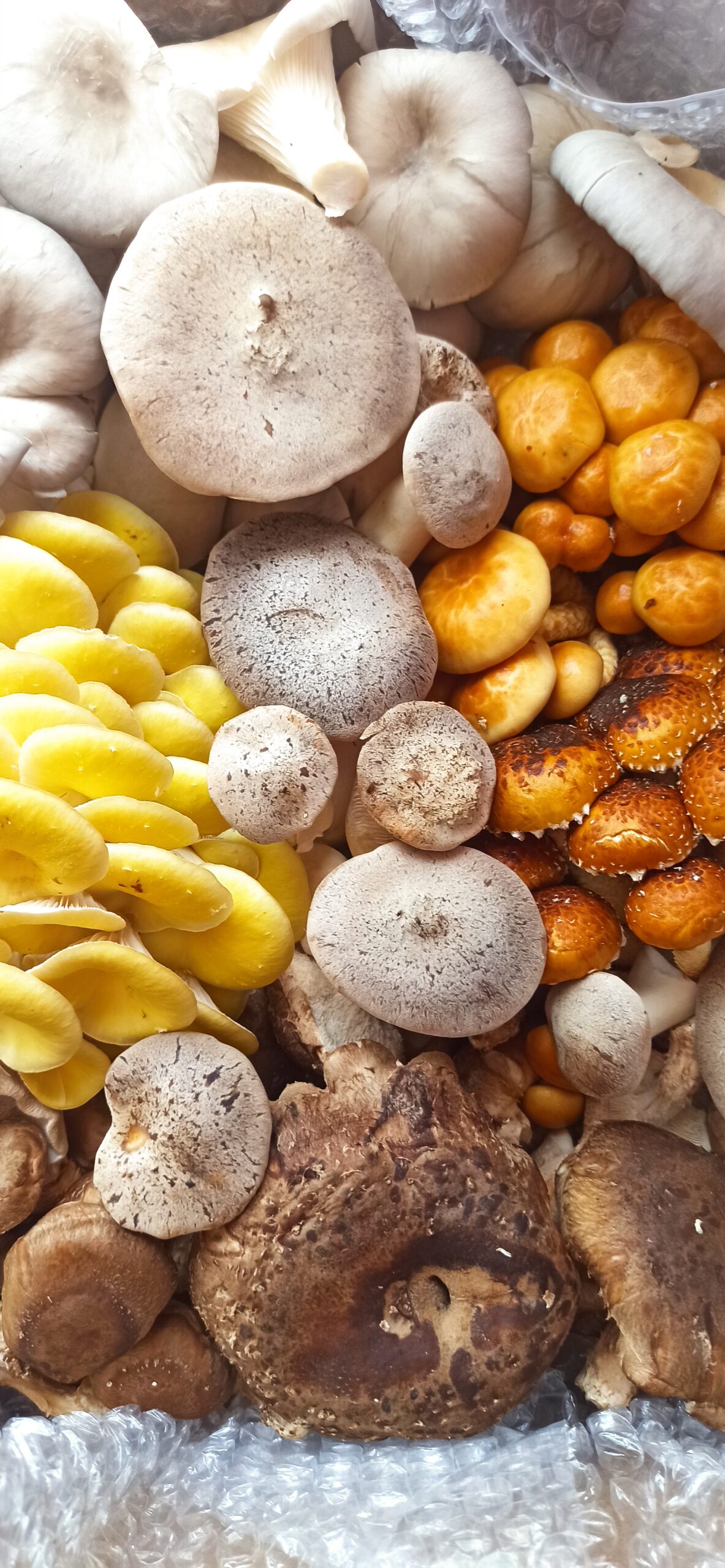 Zapraszamy na grupę na facebooku o tematyce uprawy grzybów.