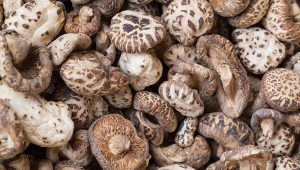 Shiitake - Lentinula Edodes-owocnik
