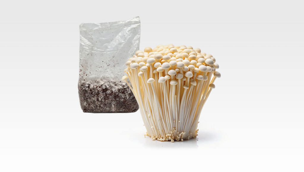 grzybnia white enoki